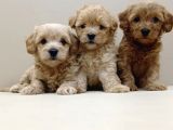 Koku yapmayan tüy dökmeyen maltipoo yavrusu