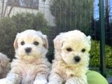 Tatlılık Abidesi Maltipoo Bebekler
