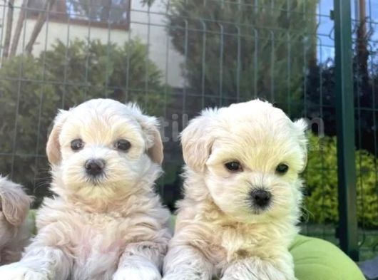 Tatlılık Abidesi Maltipoo Bebekler görsel