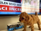 Efsane orjinal toy poodle kardeşler