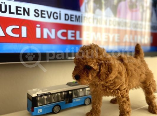 Efsane Orjinal Toy Poodle Kardeşler