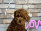 mükemmel toy poodle bebeklerim