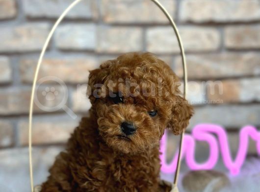 Mükemmel Toy Poodle Bebeklerim