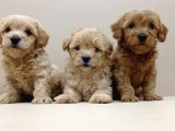 Koku Yapmayan Tüy Dökmeyen Maltipoo Yavrusu