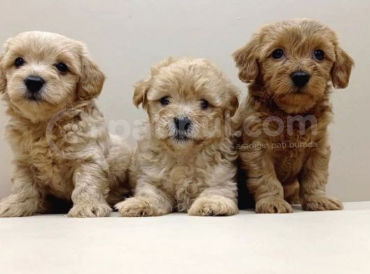 Koku Yapmayan Tüy Dökmeyen Maltipoo Yavrusu görsel