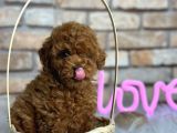 Mükemmel Toy Poodle Bebeklerim
