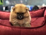 EFSANE GÜZELLİKTE POMERİAN BOO YAVRULARIMIZ VONALP PAT GARANTİSİYLE