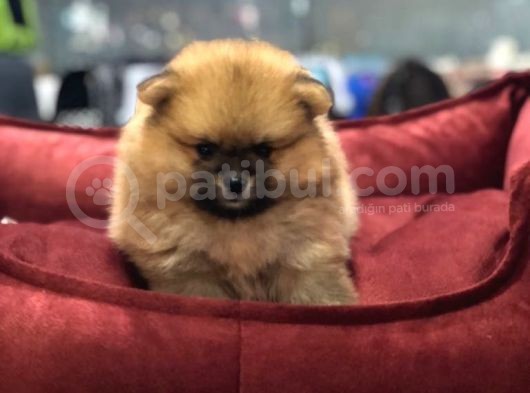 Efsane Güzelli̇kte Pomeri̇an Boo Yavrularimiz Vonalp Pat Garanti̇si̇yle