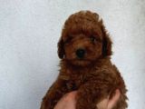 MÜKEMMEL GÜZELLİKTE POODLE BEBEKLER