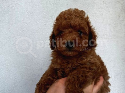 Mükemmel Güzelli̇kte Poodle Bebekler