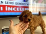 Efsane Orjinal Toy Poodle Kardeşler