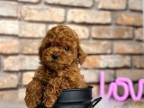 Mükemmel Toy Poodle Bebeklerim