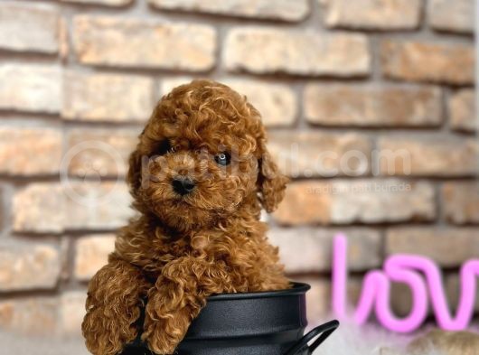 Mükemmel Toy Poodle Bebeklerim görsel