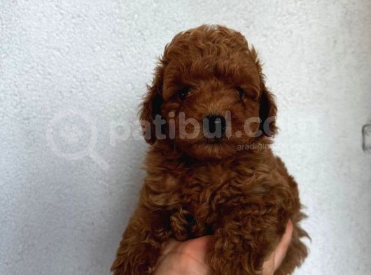 Mükemmel Güzelli̇kte Poodle Bebekler görsel