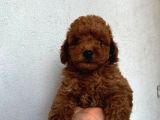 Mükemmel Güzelli̇kte Poodle Bebekler