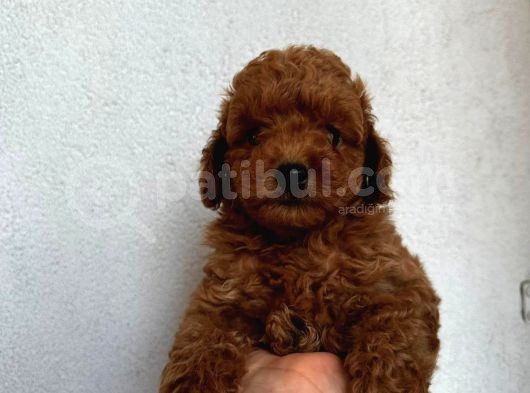 Mükemmel Güzelli̇kte Poodle Bebekler görsel