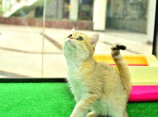Kupa Düzeyinde Ny11 Golden British Shorthair Erkek
