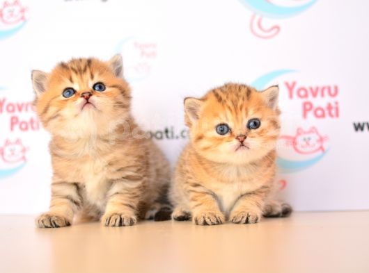 Muhteşem bebekler golden british shorthair