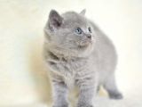 Küt Kafa Gri British Shorthair