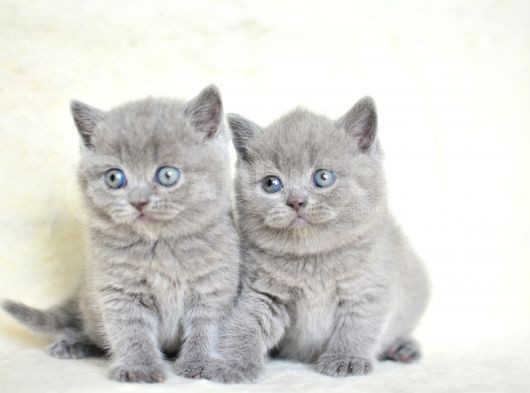 Küt kafa gri british shorthair yavrularımız