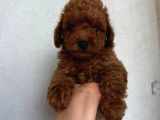Mükemmel Güzelli̇kte Poodle Bebekler