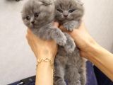 Safkan Scottish Fold Yavrular