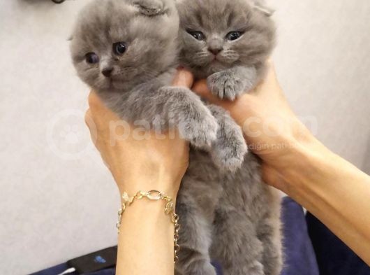Safkan Scottish Fold Yavrular
