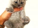 Safkan Scottish Fold Yavrular