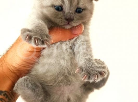 Safkan Scottish Fold Yavrular görsel