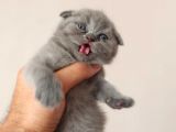 Safkan Scottish Fold Yavrular