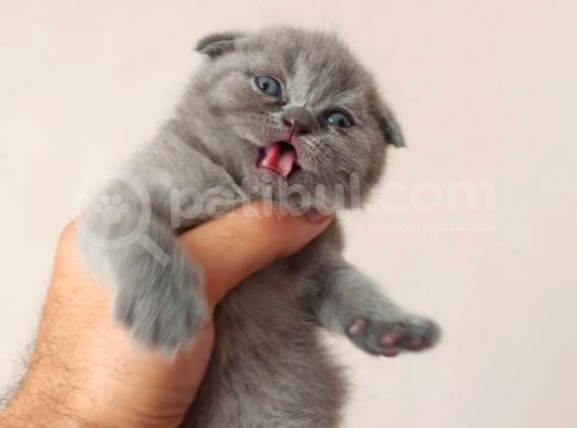 Safkan Scottish Fold Yavrular görsel