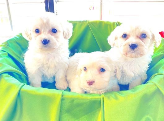 A Kalite Maltese Terrier Yavrularımız görsel