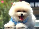 Show Kalite Pomeranian