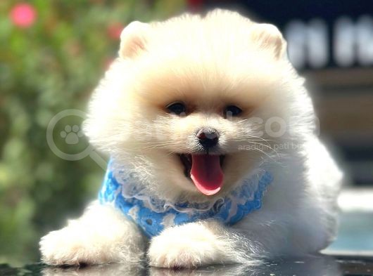 Show Kalite Pomeranian görsel