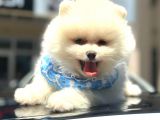 Show Kalite Pomeranian