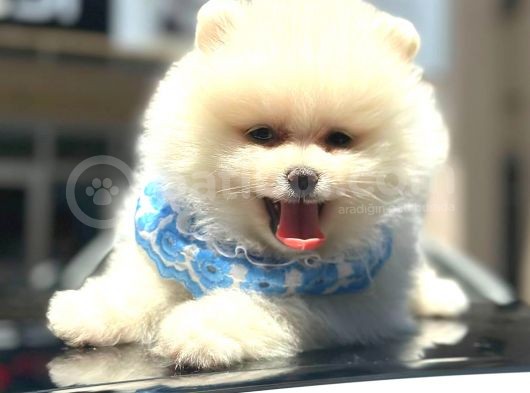 Show Kalite Pomeranian görsel