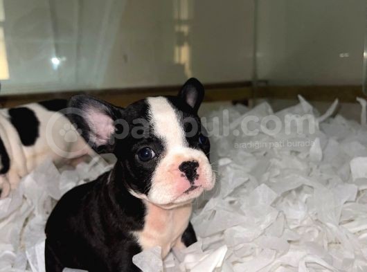 Irkının En Iyisi French Buldog