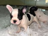 Irkının En Iyisi French Buldog