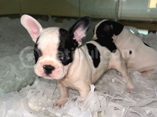 Irkının En Iyisi French Buldog görsel