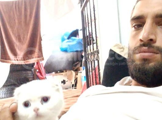 Scottish Fold  Yavrular görsel
