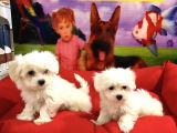 MALTESE TERRİER YAVRULARI VONALP PET GARANTİSİYLE
