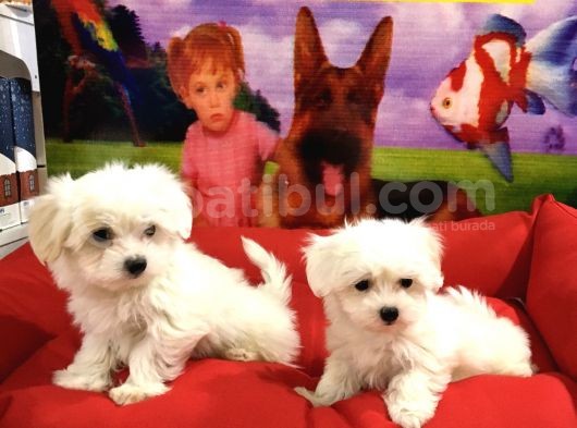 Maltese Terri̇er Yavrulari Vonalp Pet Garanti̇si̇yle