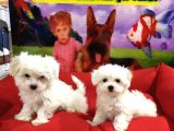 Maltese Terri̇er Yavrulari Vonalp Pet Garanti̇si̇yle