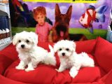 Maltese Terri̇er Yavrulari Vonalp Pet Garanti̇si̇yle
