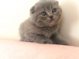 Safkan Scottish Fold Yavrular