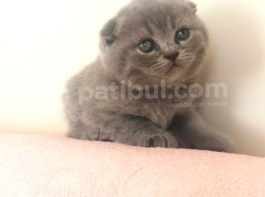 Safkan Scottish Fold Yavrular görsel