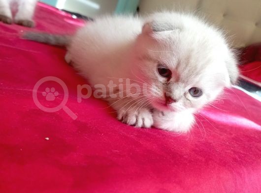 Tatlış Kedicikler görsel