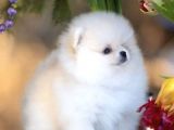 Ayı Surat Pomeranian Boo Yavruları
