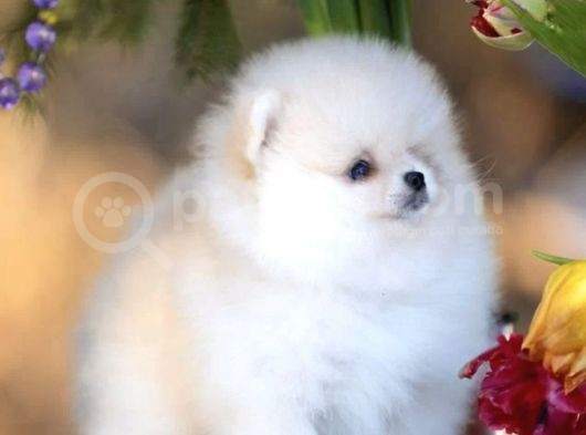 Ayı Surat Pomeranian Boo Yavruları görsel