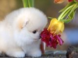 Ayı Surat Pomeranian Boo Yavruları